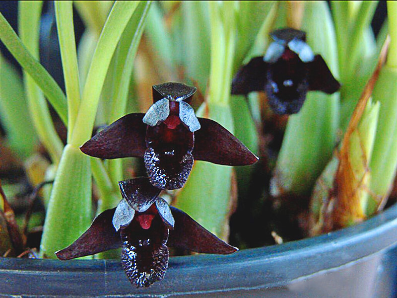 Maxillaria-schunkeana-02