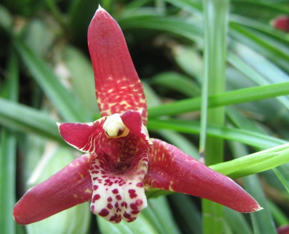 Maxillaria tenuifolia