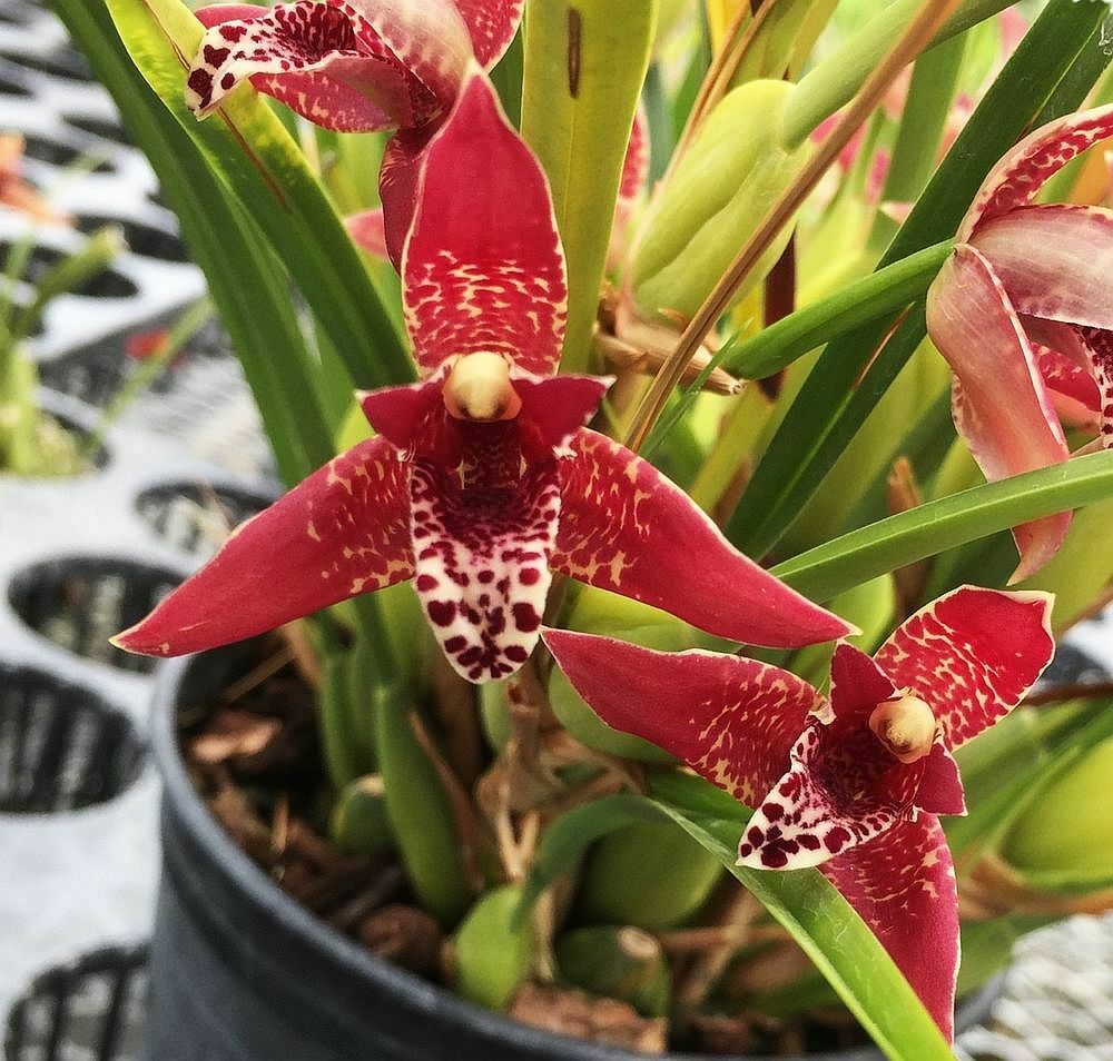 Maxillaria tenuifolia