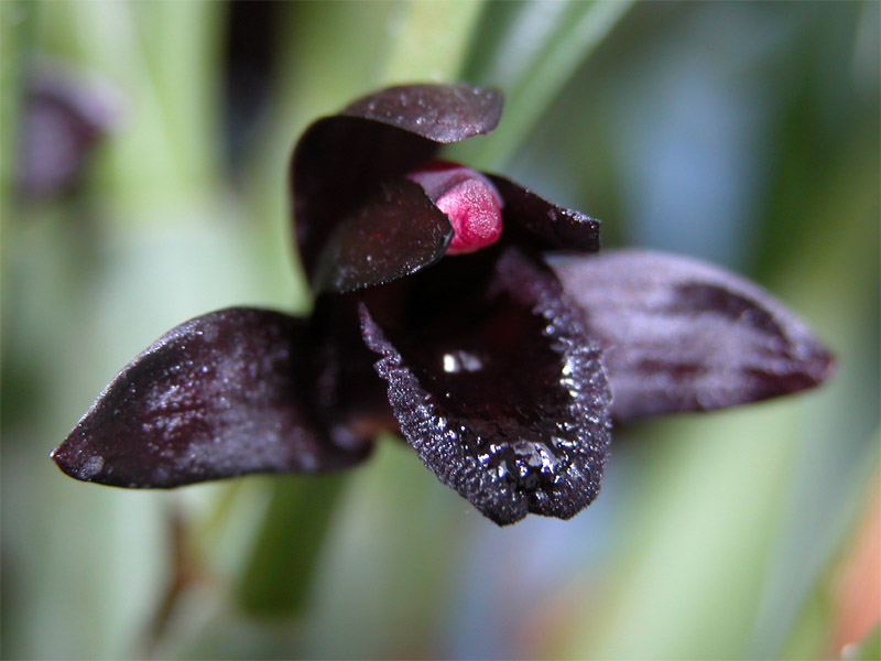 Maxillaria_schunkeana