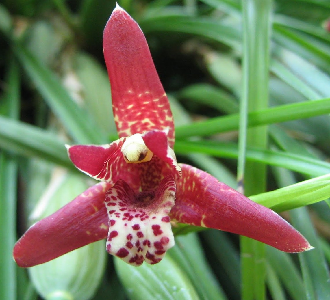 Maxillaria_tenuifolia