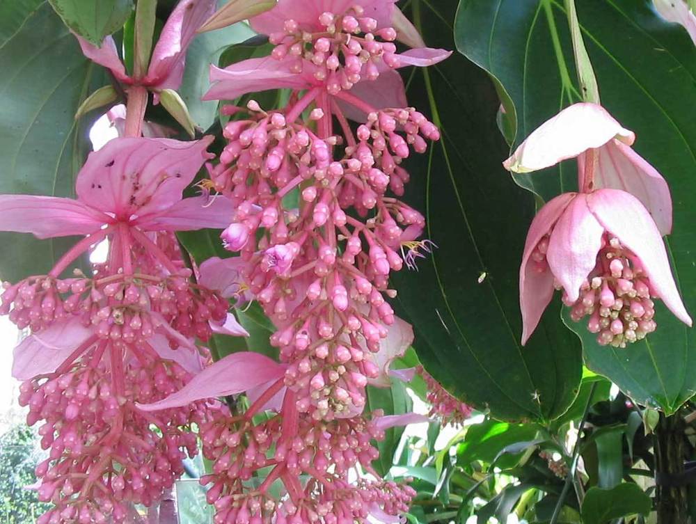 Medinilla Magnifica