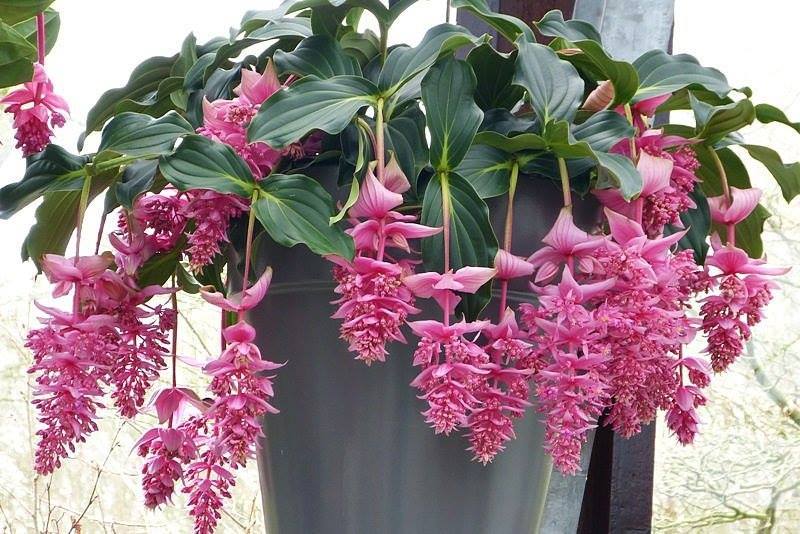 Medinilla-magnifica1