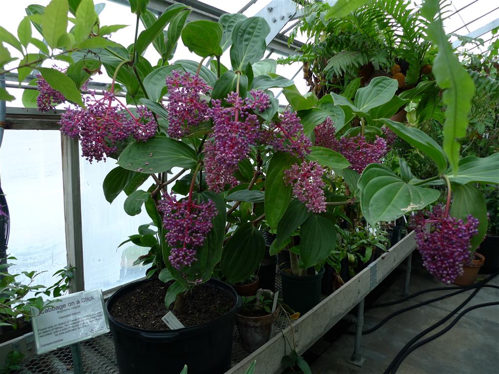 Medinilla_magnifica021