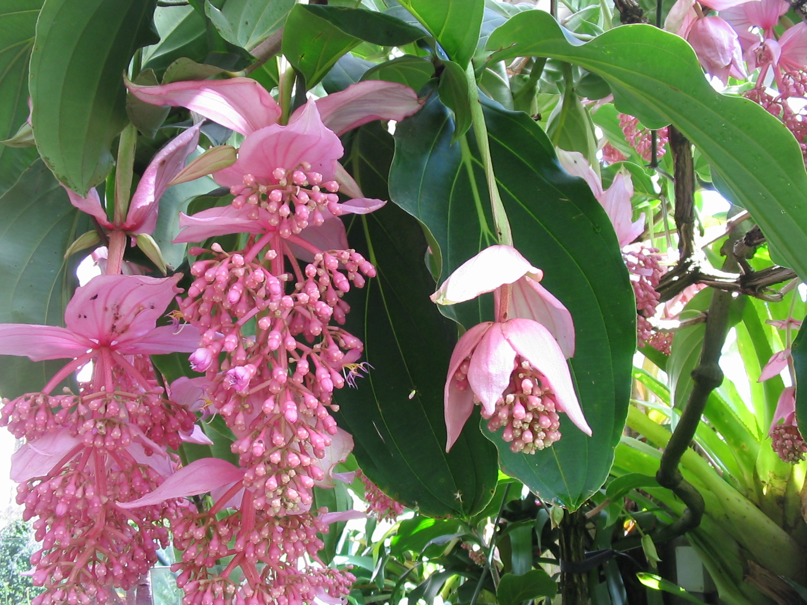 Medinilla_magnifica_flor