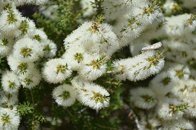 Melaleuca armillaris