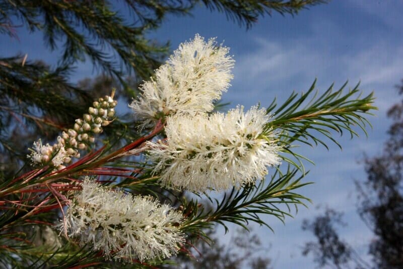 Melaleuca armillaris8