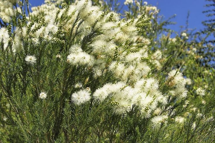 Melaleuca marmillaris