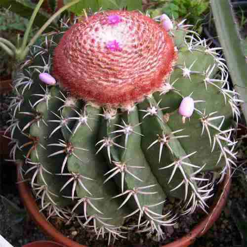 Melocactus Zehntneri