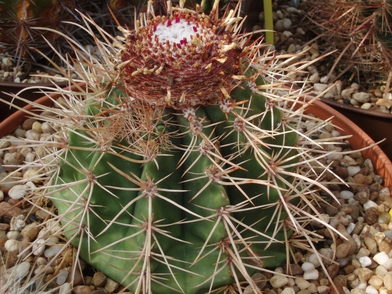 Melocactus ernestii