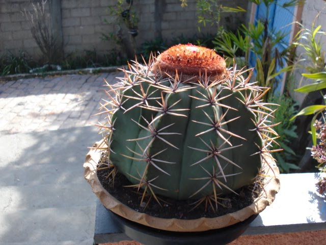 Melocactus macrodiscus