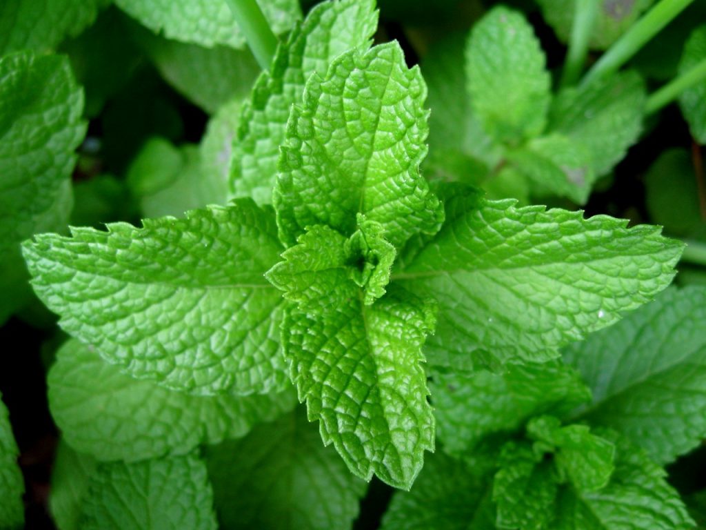 Mentha piperita L.