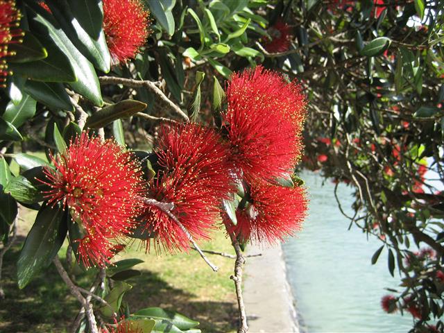 Metrosideros excelsa 