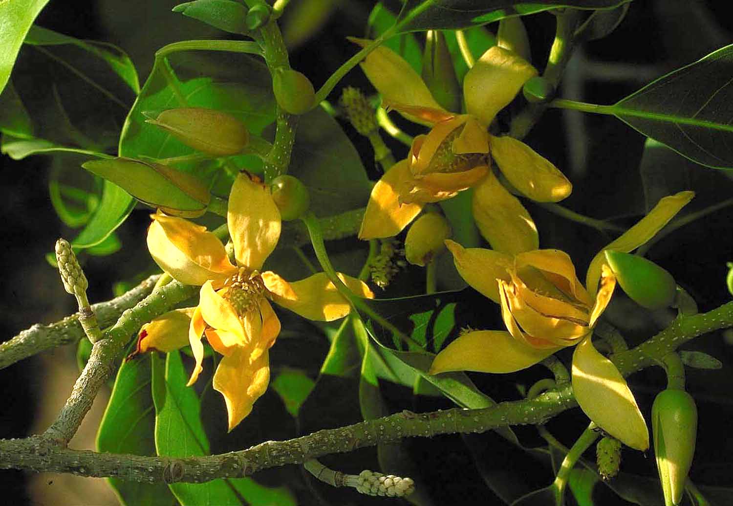 Michelia champaca 222