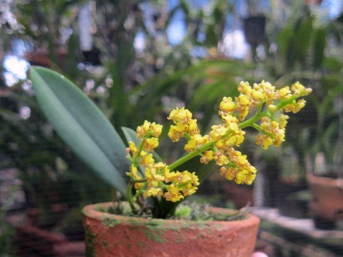 Micro Orquídea Lophiaris Pumila
