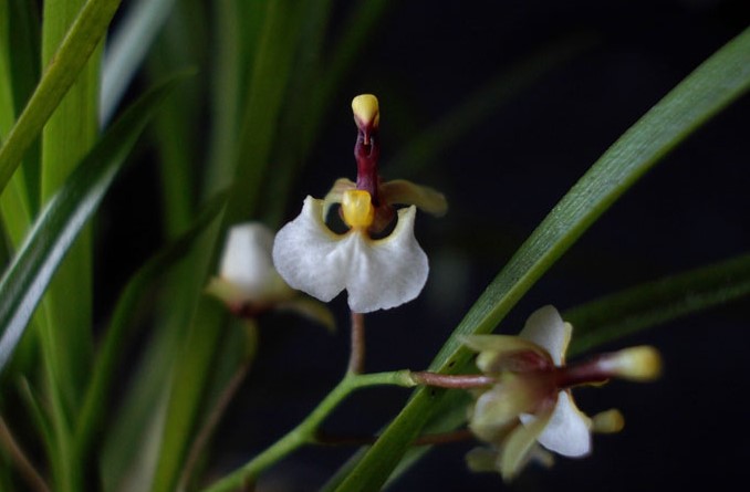 Micro-orquídea Ornithophora radicans