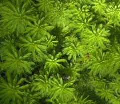 Mil-folhas (Myriophyllum aquaticum)