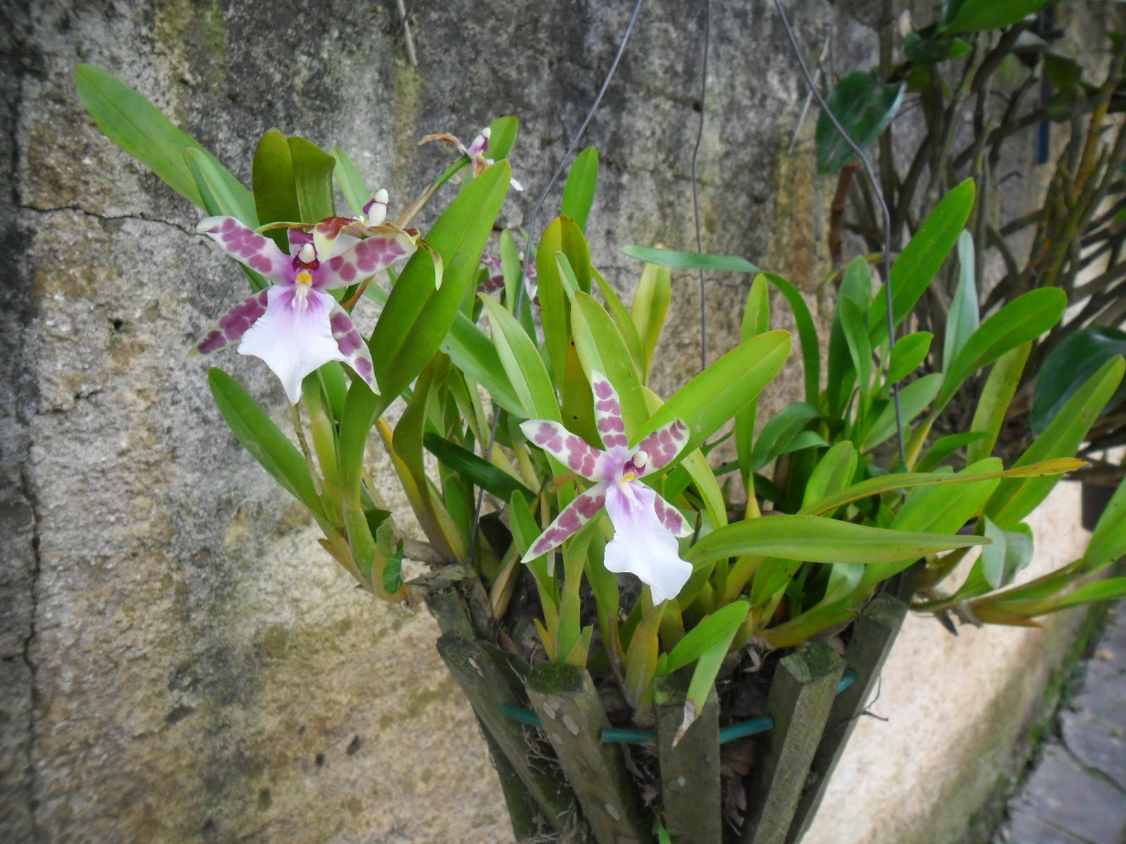 Miltonia Clowesii