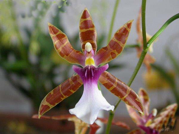 Miltonia clowesii aurea