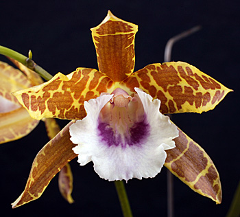 Miltonia leucoglossa