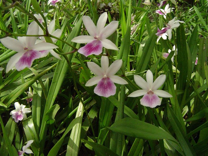 Miltonia-regnellii-