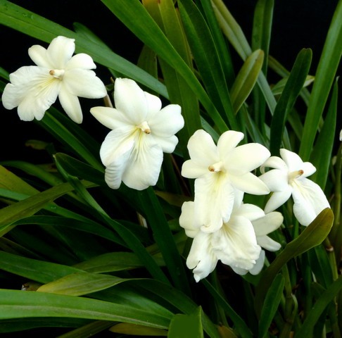 Miltonia regnellii albescens