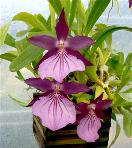 Miltonia spectabilis var Moreliana