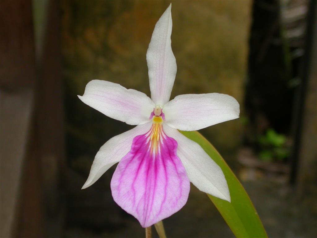 Miltonia spectabilis