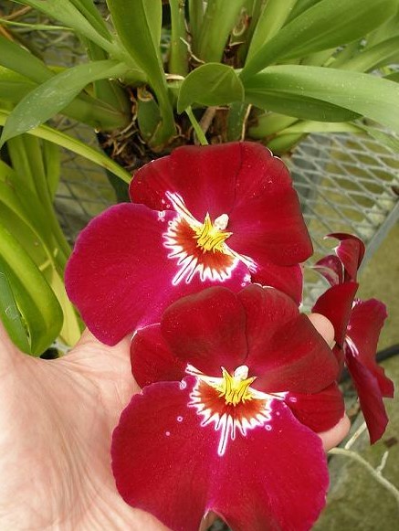 Miltoniopsis-híbrido4