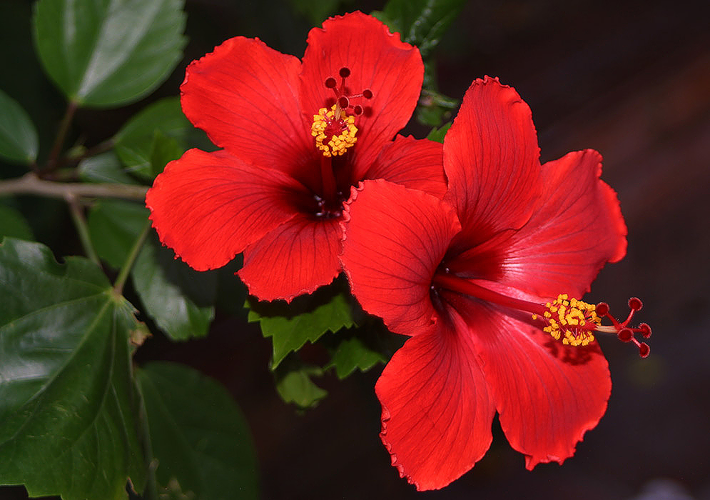 Mimo-de-vênus -hibiscus-rosa-sinensis