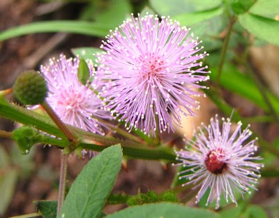 Mimosa Flocculosa