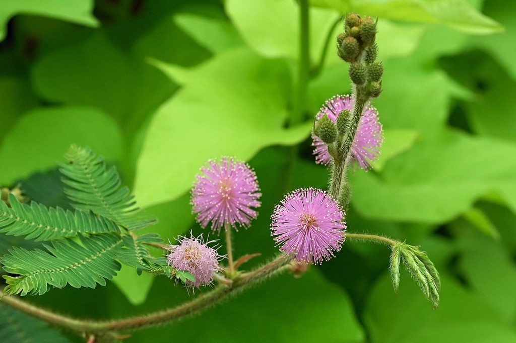 Mimosa_pudica