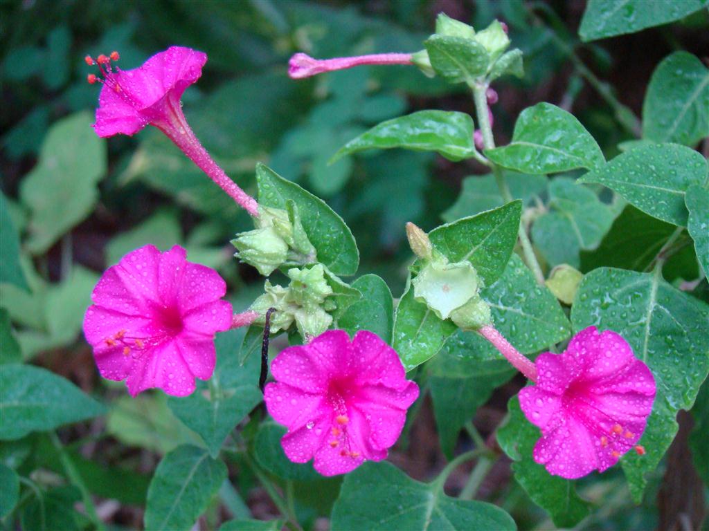 Mirabilis-jalapa-