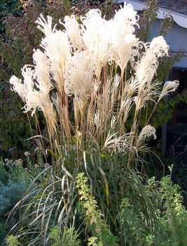 (Miscanthus sinensis