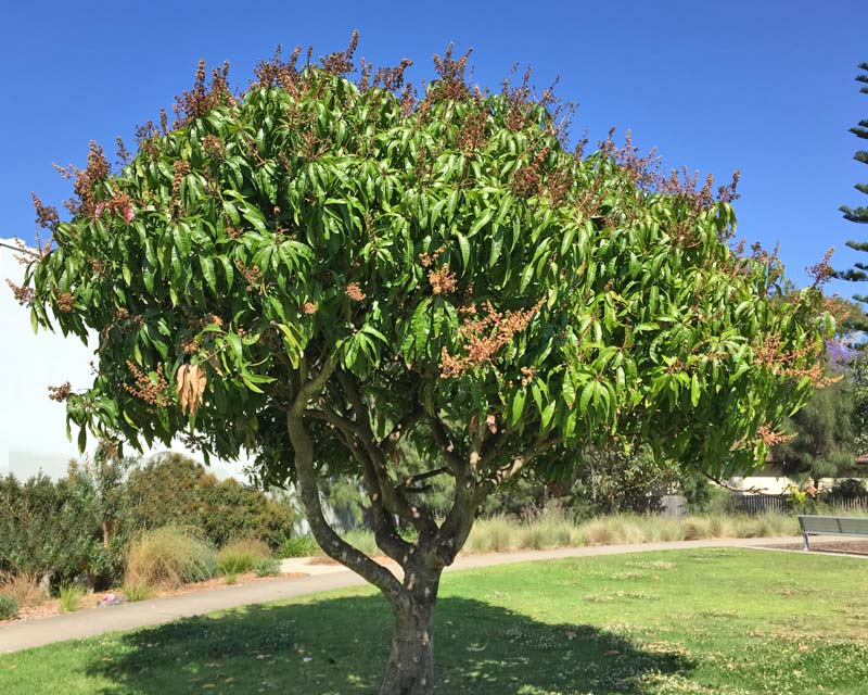 Mngueira - Mangifera-Indica