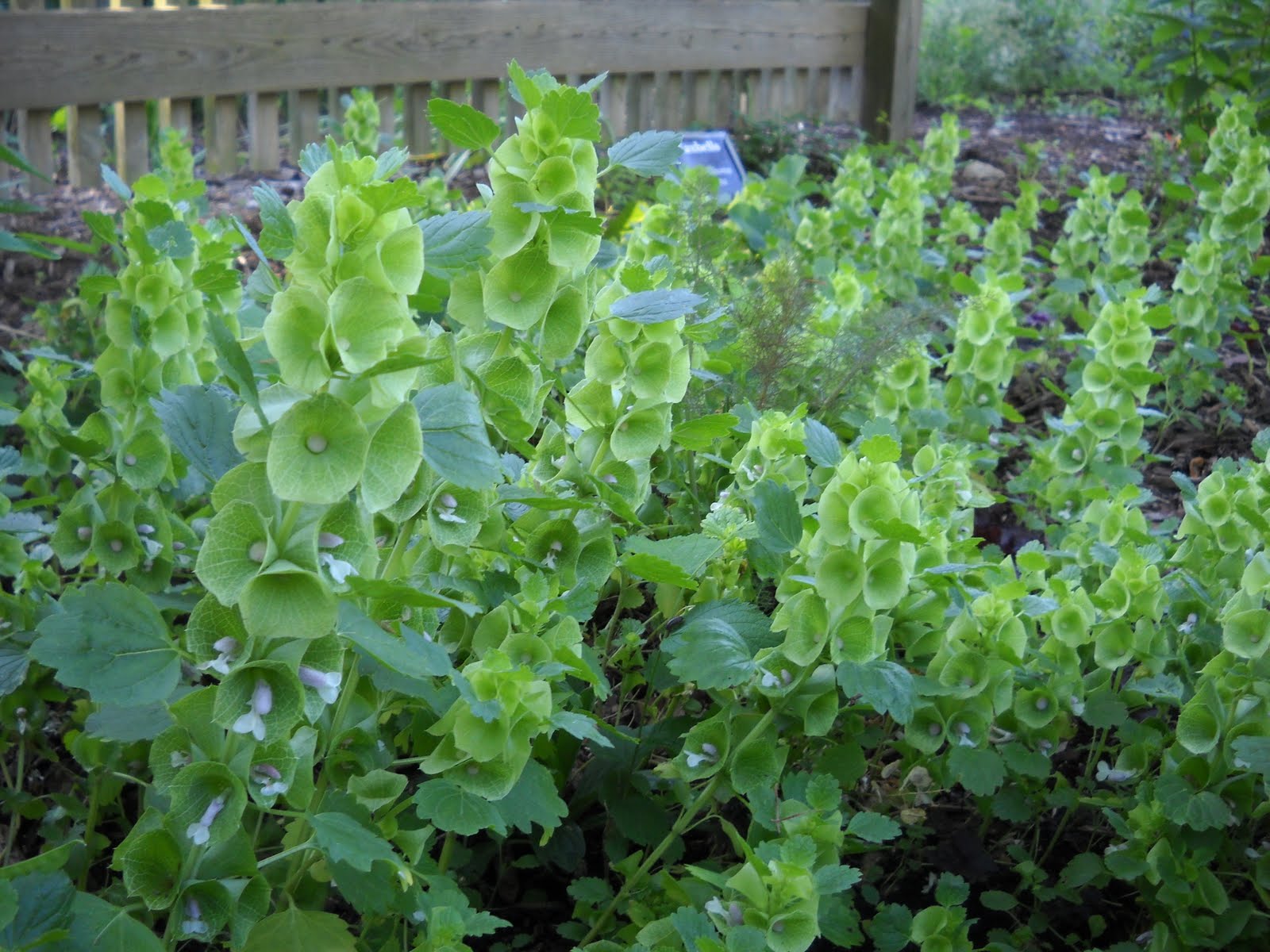 Moluccella laevis