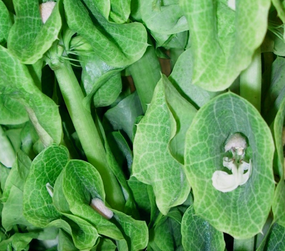 Moluccella laevis1