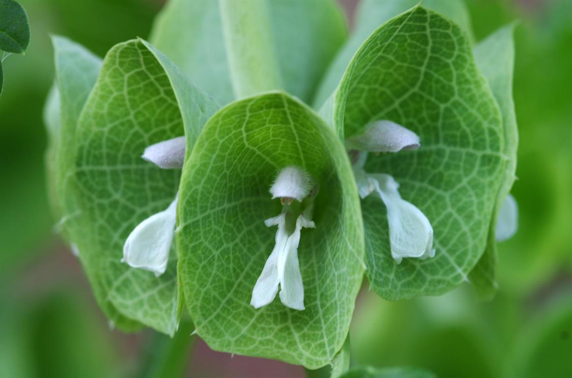 Moluccella_laevis 