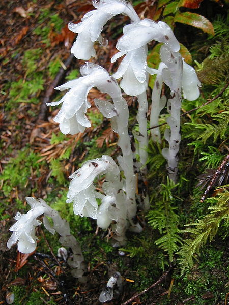 Monotropa uniflora