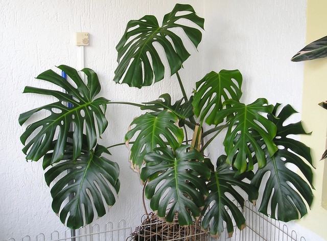 Monstera (Monstera deliciosa)