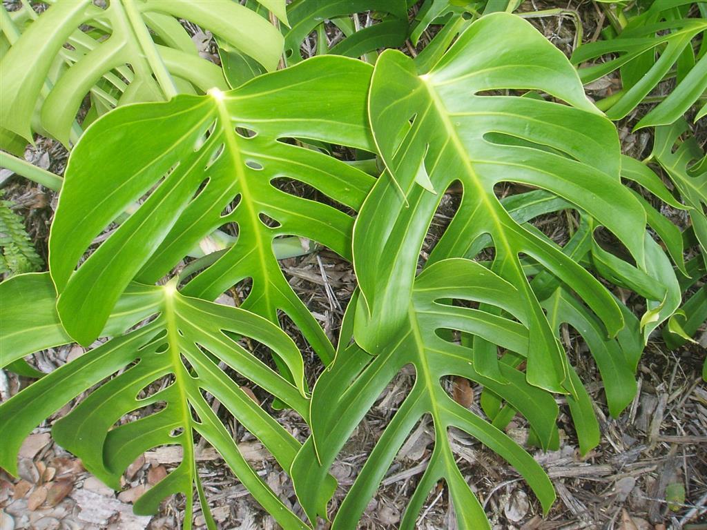 Monstera deliciosa var. Sierrana 