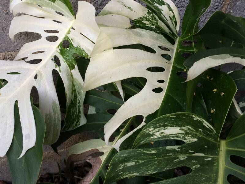 Monstera deliciosa variegata