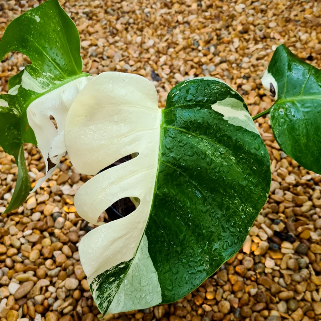 Monstera deliciosa variegata