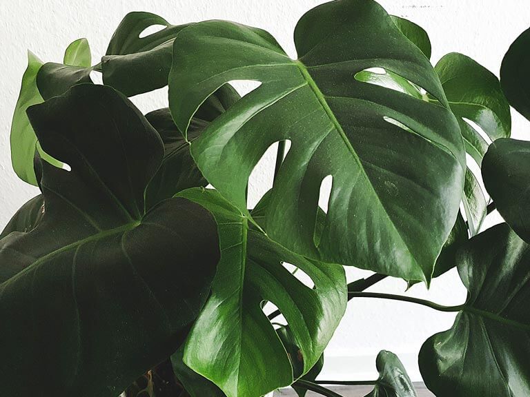 Monstera deliciosa7