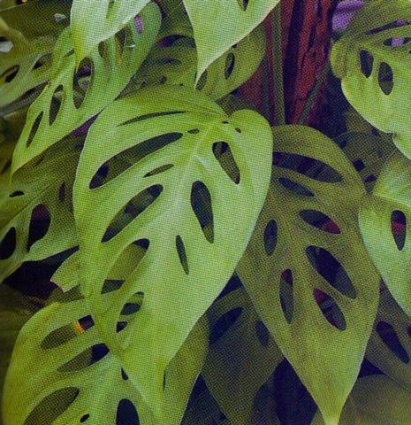 Monstera