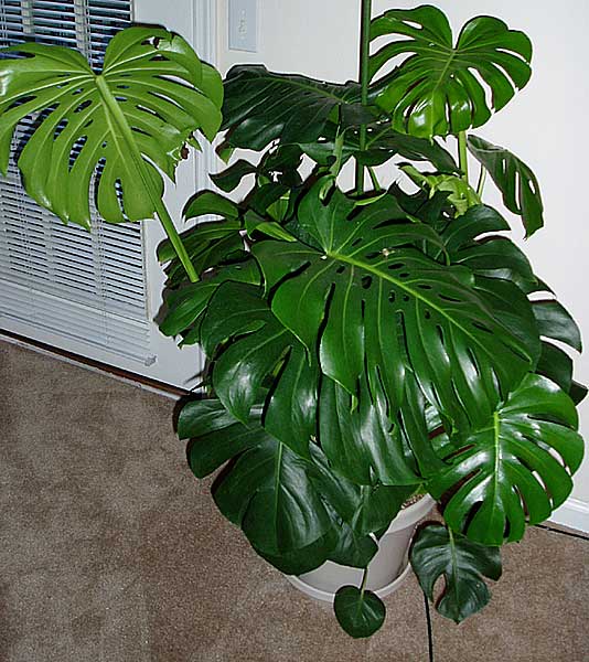 Monstera_deliciosa