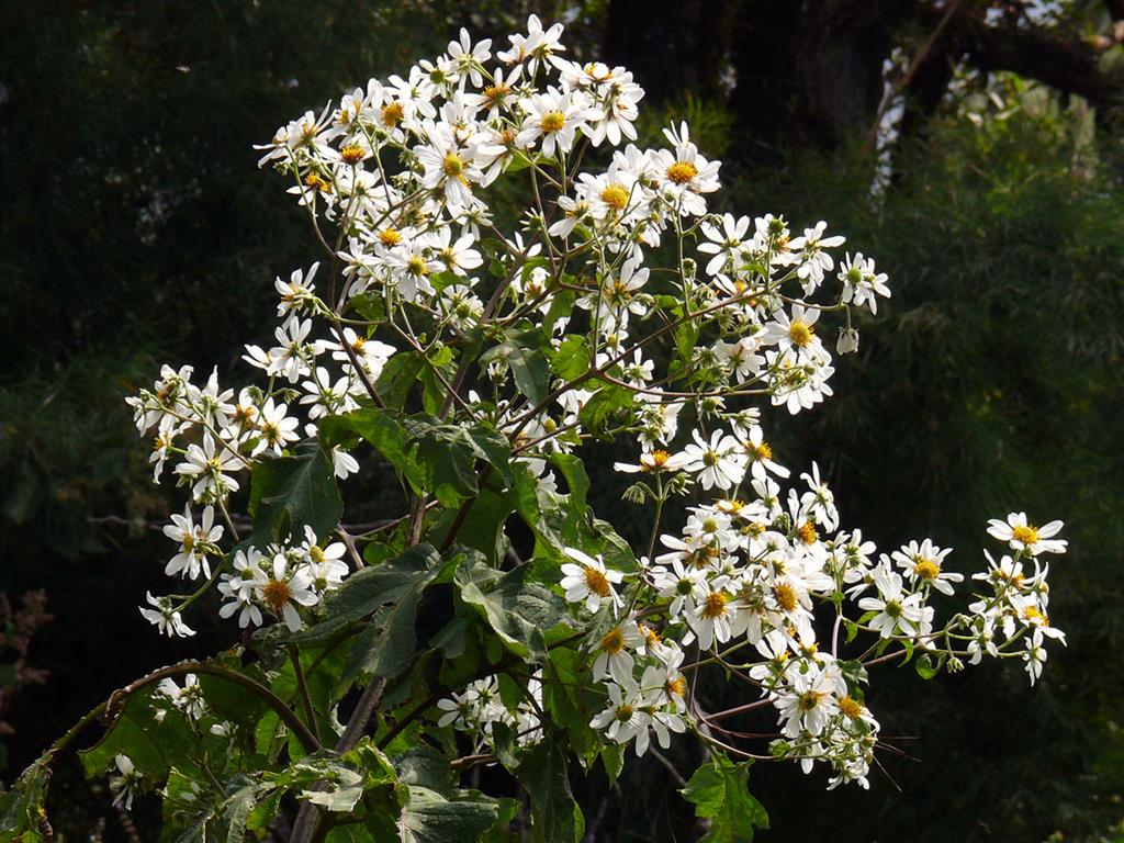 Montanoa bipinnatifida 