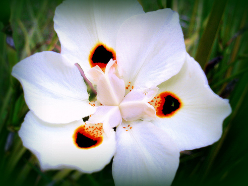 Moreia bicolor