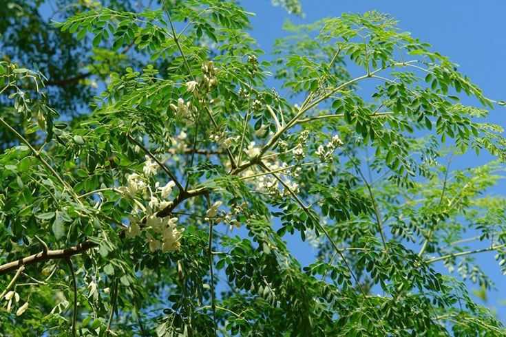 Moringa oleifera