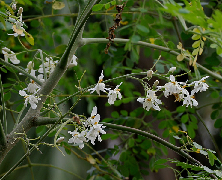 Moringa oleifera2